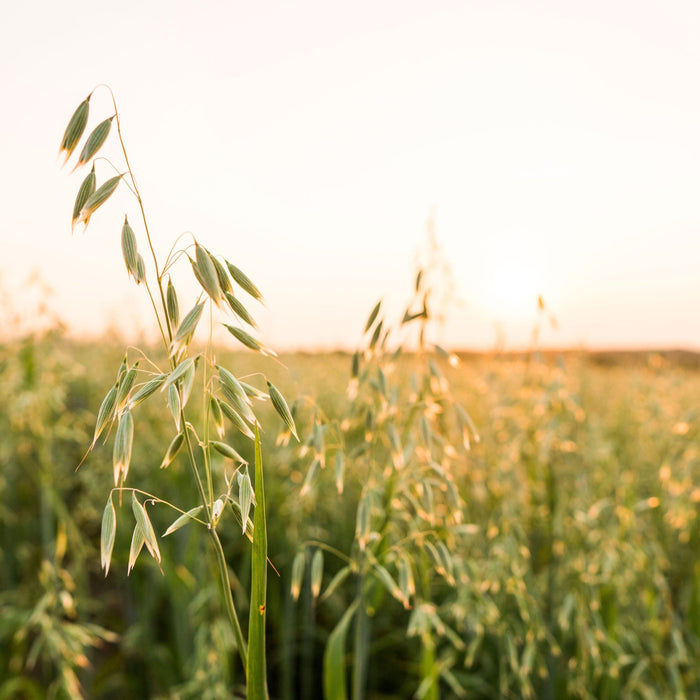 Björk Rena Purifying Shampoo 300ml - Cancam