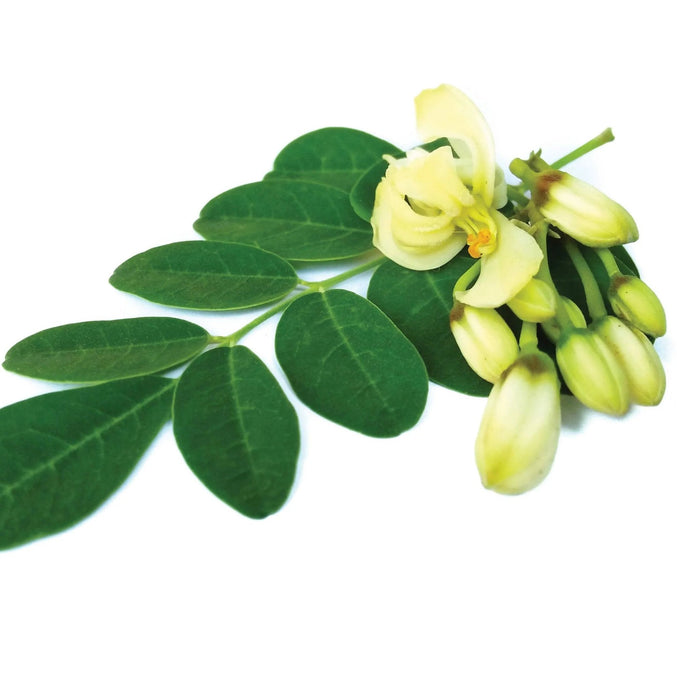 Lanza Butter Curl Whip Styling Foam 168ml - Cancam