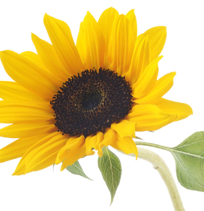 Lanza Curl Therapy Leave In Moist 160 ml - Cancam