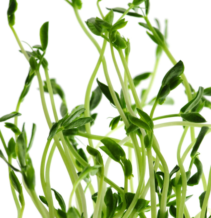 Lanza Daily Thickening treatment 100ml - Cancam