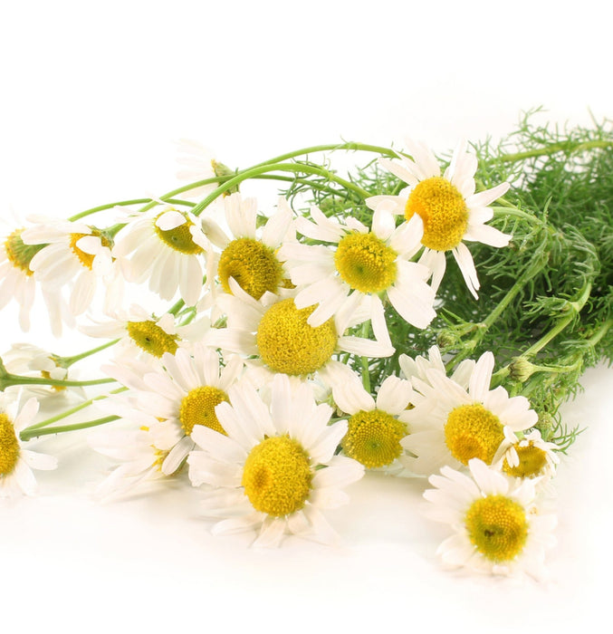 Lanza Foundation Mousse 150ml - Cancam