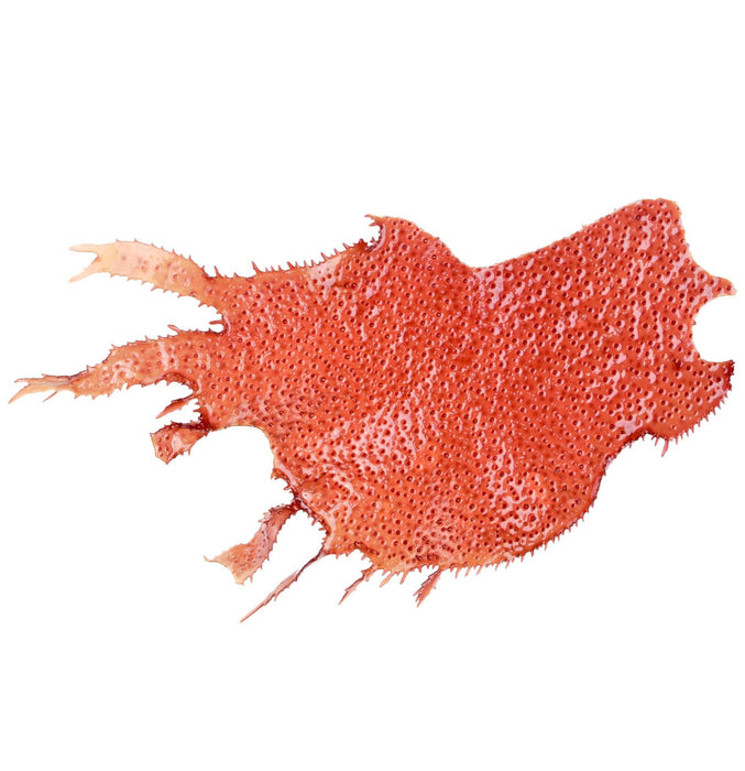 Lanza Keratin Healing Oil Bond Smoothing Styler 140ml - Cancam