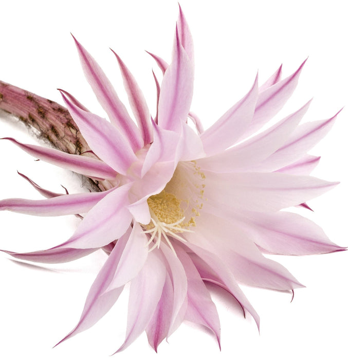 Lanza Keratin Healing Oil Bounce Up Spray 180ml - Cancam