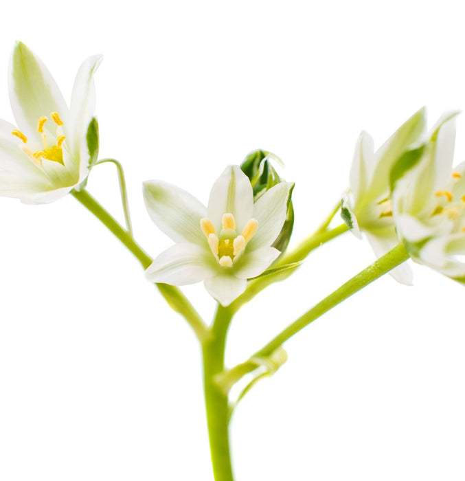 Lanza Keratin Healing Oil Bounce Up Spray 180ml - Cancam