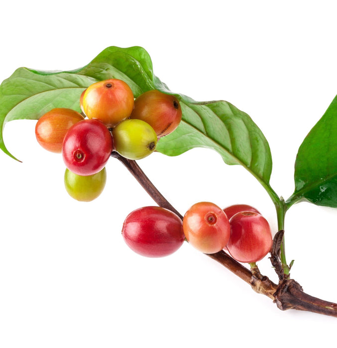 Lanza Keratin Healing Oil Hair Treatment 50ml - Cancam