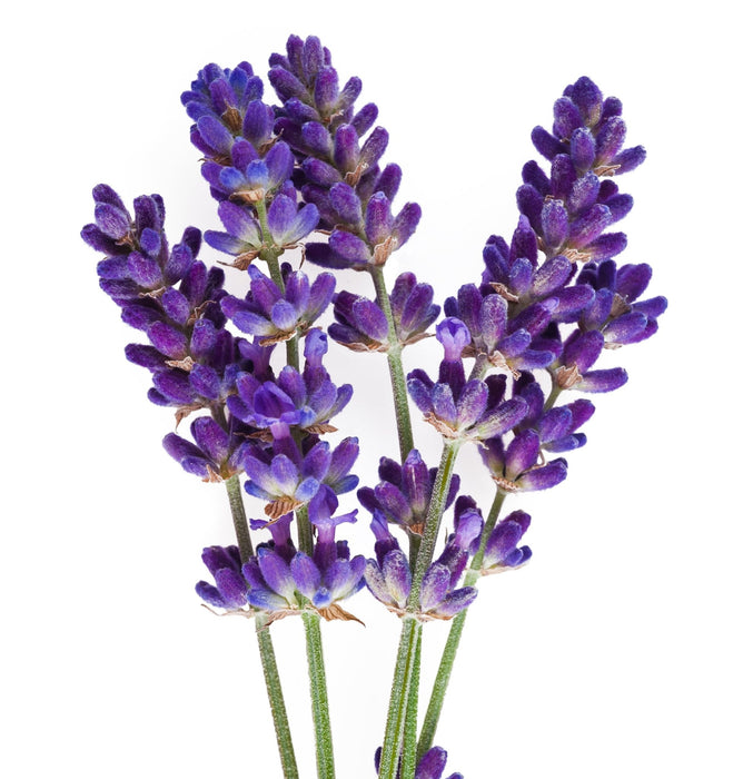 Lanza Remedy Cleansing Shampoo 300ml - Cancam