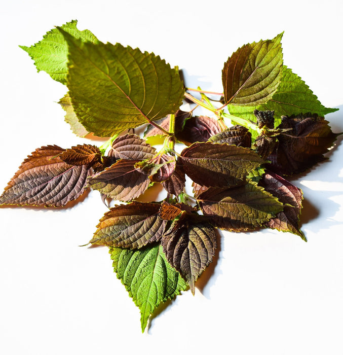 Lanza Remedy Cleansing Shampoo 300ml - Cancam