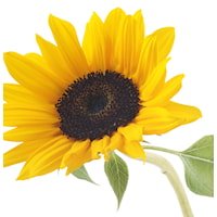 Lanza Strength Neem Plant Silk Serum 30 ml - Cancam