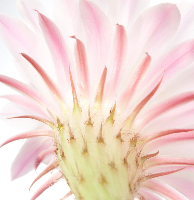 Lanza Taffy 75ml - Cancam