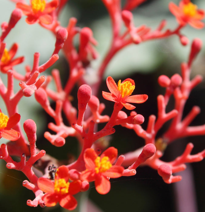 Lanza Texture Cream 125ml - Cancam