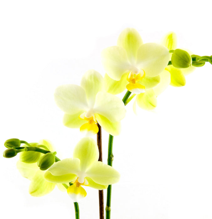 Lanza Trauma Treatment Conditioner 200ml - Cancam