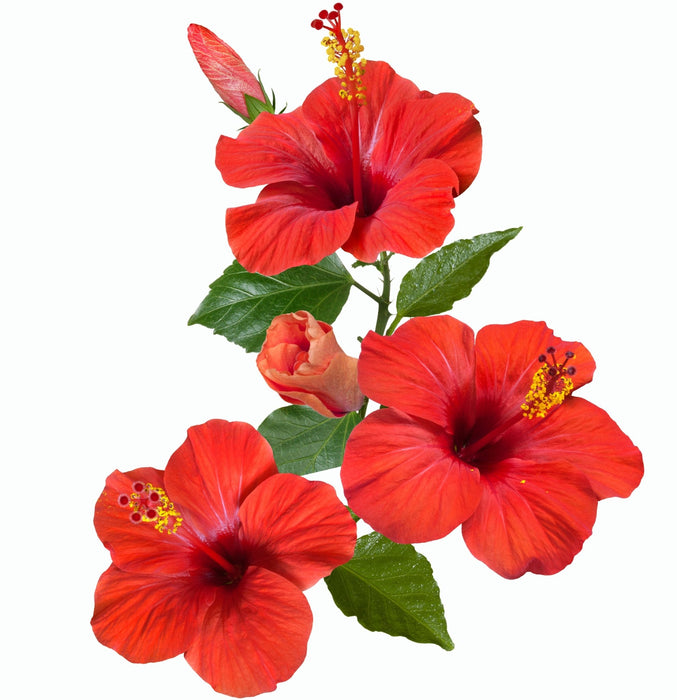 Lanza Trauma Treatment Conditioner 200ml - Cancam