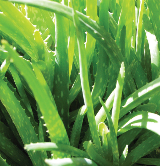 Lanza TRUE Clean Shampoo 56g - Cancam