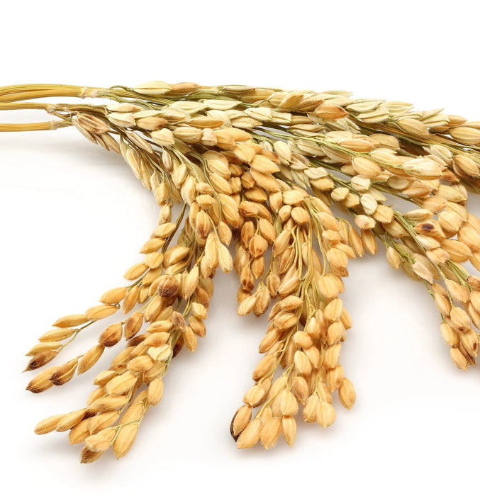 Lanza TRUE Clean Shampoo 56g - Cancam