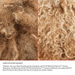Olaplex No.5P Blonde Enhancing Toning Conditioner 250 ml - Cancam